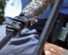 Brechmorhoga pertinax