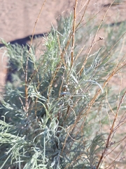 Artemisia filifolia