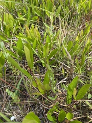 Geobalanus oblongifolius