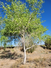 Populus deltoides