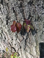 Toxicodendron radicans