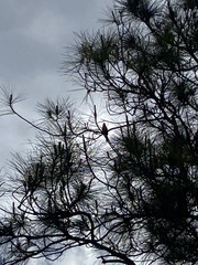 Pinus elliottii densa