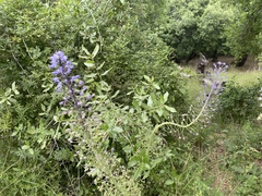Scilla hyacinthoides