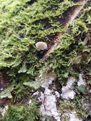 Fungi