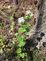 Alliaria petiolata