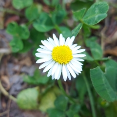 Bellis perennis