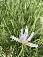 Dietes iridioides