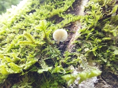 Fungi