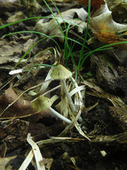 Entoloma flavoviride