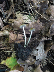 Entoloma flavoviride