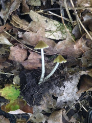 Entoloma flavoviride