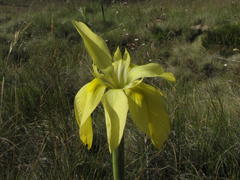 Moraea alticola