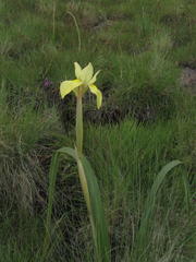 Moraea alticola