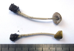 Entoloma flavoviride