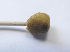 Entoloma flavoviride