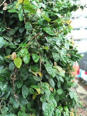 Ficus pumila