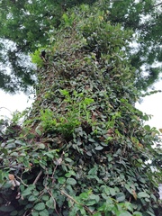 Ficus pumila