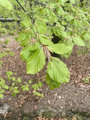 Fagus sylvatica