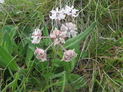 Asclepias humilis