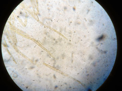 Entoloma flavoviride
