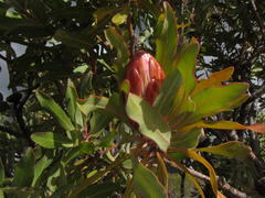 Protea susannae