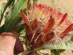 Protea susannae