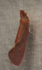 Apache californicum