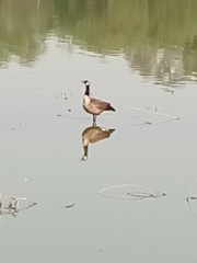 Branta canadensis
