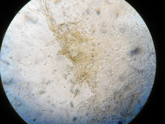 Entoloma flavoviride