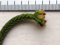 Crassula ericoides ericoides