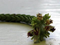 Crassula ericoides ericoides