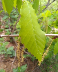 Quercus dentata