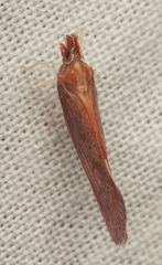 Apache californicum