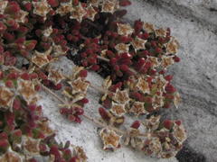 Drosanthemum stokoei