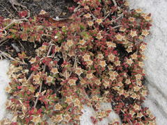 Drosanthemum stokoei