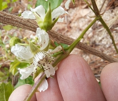 Rubus crataegifolius