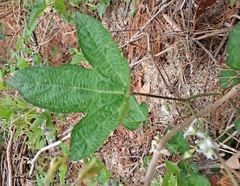 Rubus crataegifolius