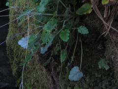 Hermas capitata