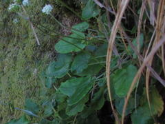 Hermas capitata