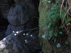 Hermas capitata