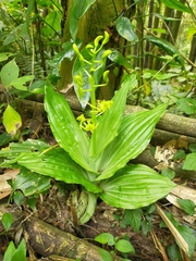 Liparis sootenzanensis