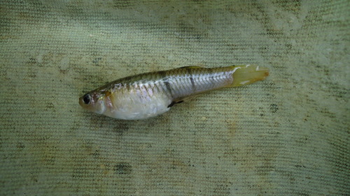 San Jeronimo livebearer (Poeciliopsis fasciata) — Poeciliidae