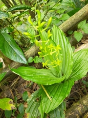 Liparis sootenzanensis