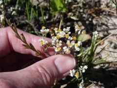 Helichrysum indicum