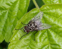 Phaonia trimaculata