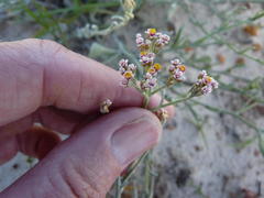 Helichrysum indicum