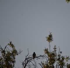 Buteo jamaicensis