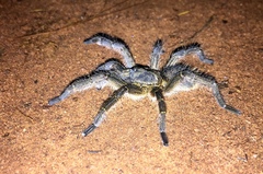 Harpactira hamiltoni