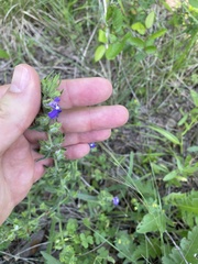 Salvia texana