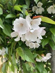 Malus angustifolia